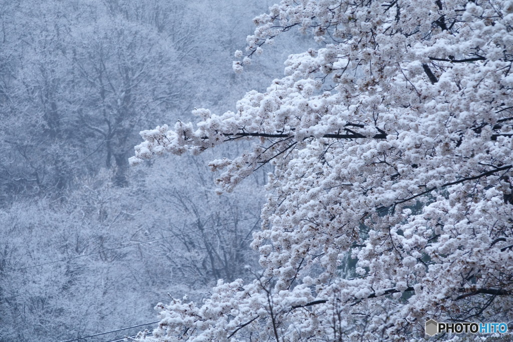 雪桜