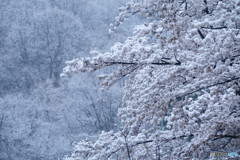 雪桜