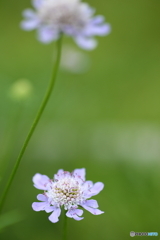 大好きな花