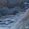 案山子がひとり