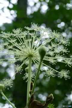 開花