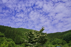 観天望気
