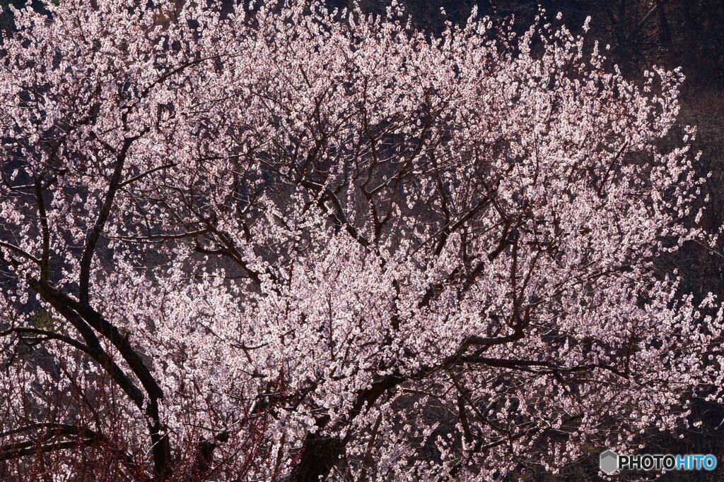 魯桃桜