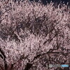 魯桃桜