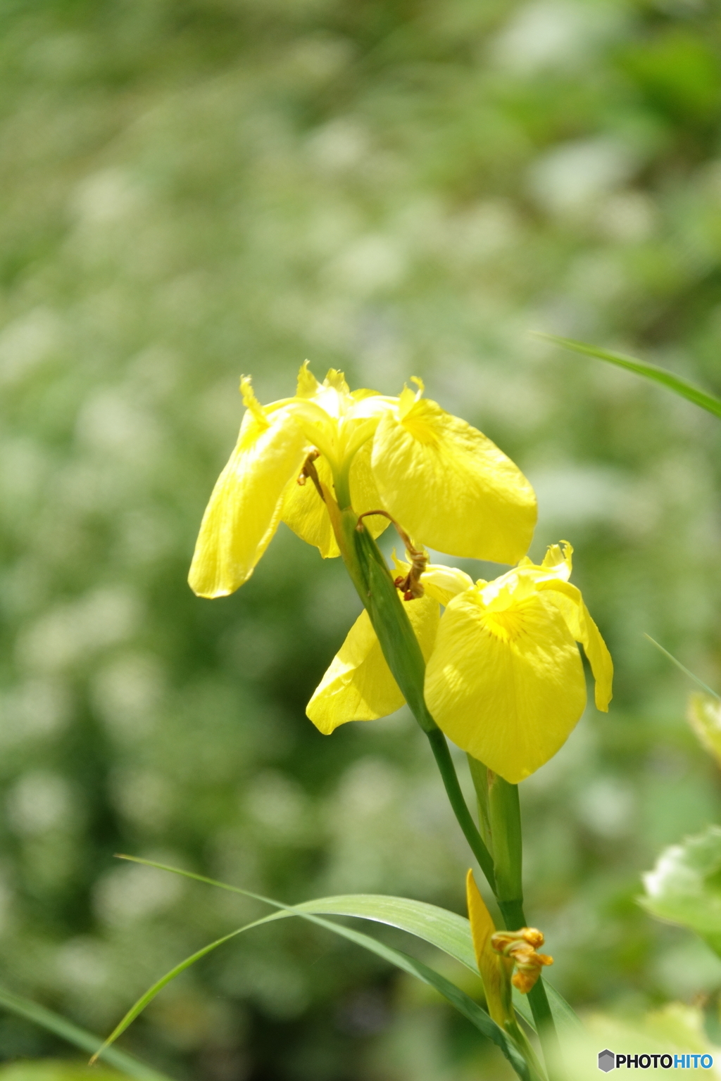 散歩の花　３