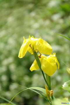 散歩の花　３