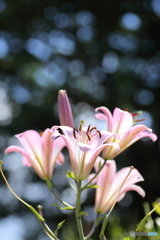 百合
