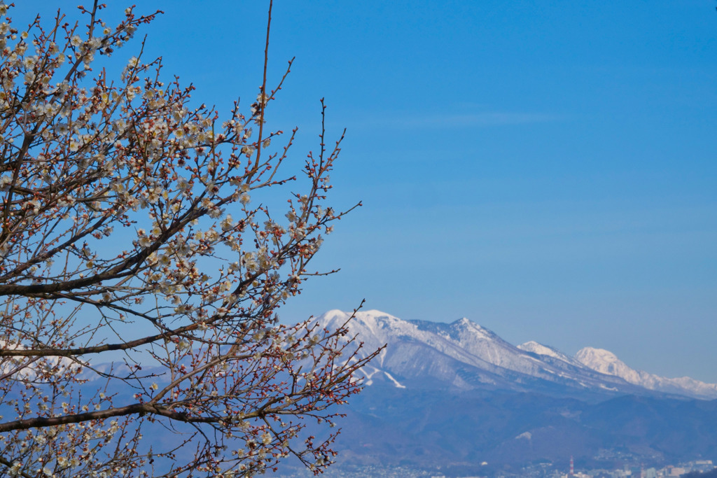 梅と山