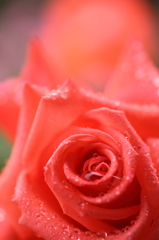 雨の日には薔薇でも撮ろうか