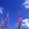 青空やあい