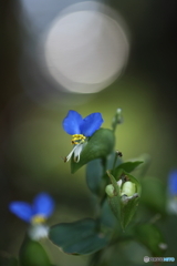 露草の