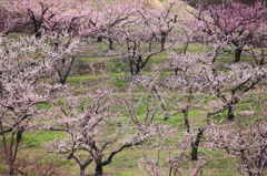 アンズ咲く