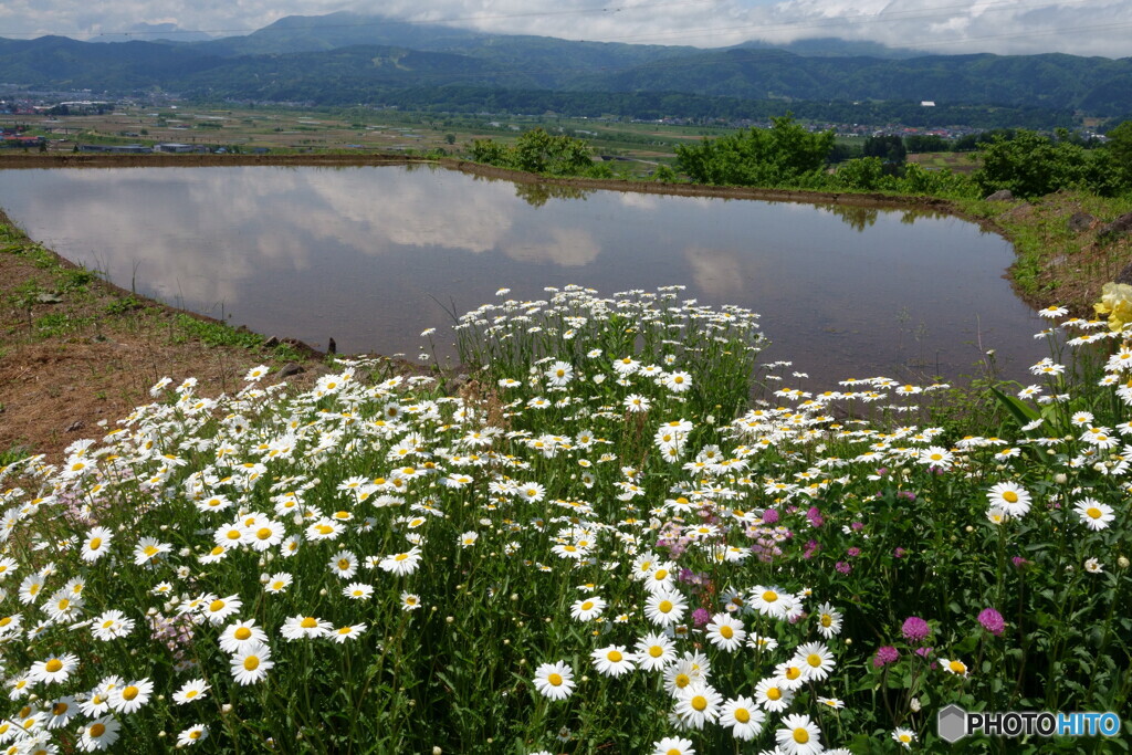 田植えの季節