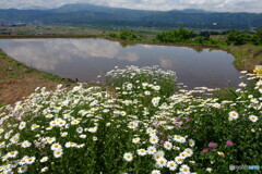 田植えの季節