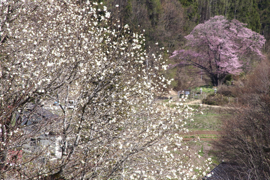 紅白花合戦