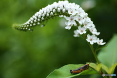 夏の花　２