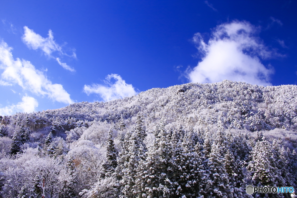 雪が降りました