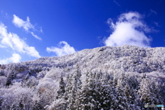 雪が降りました