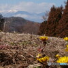 四賀村