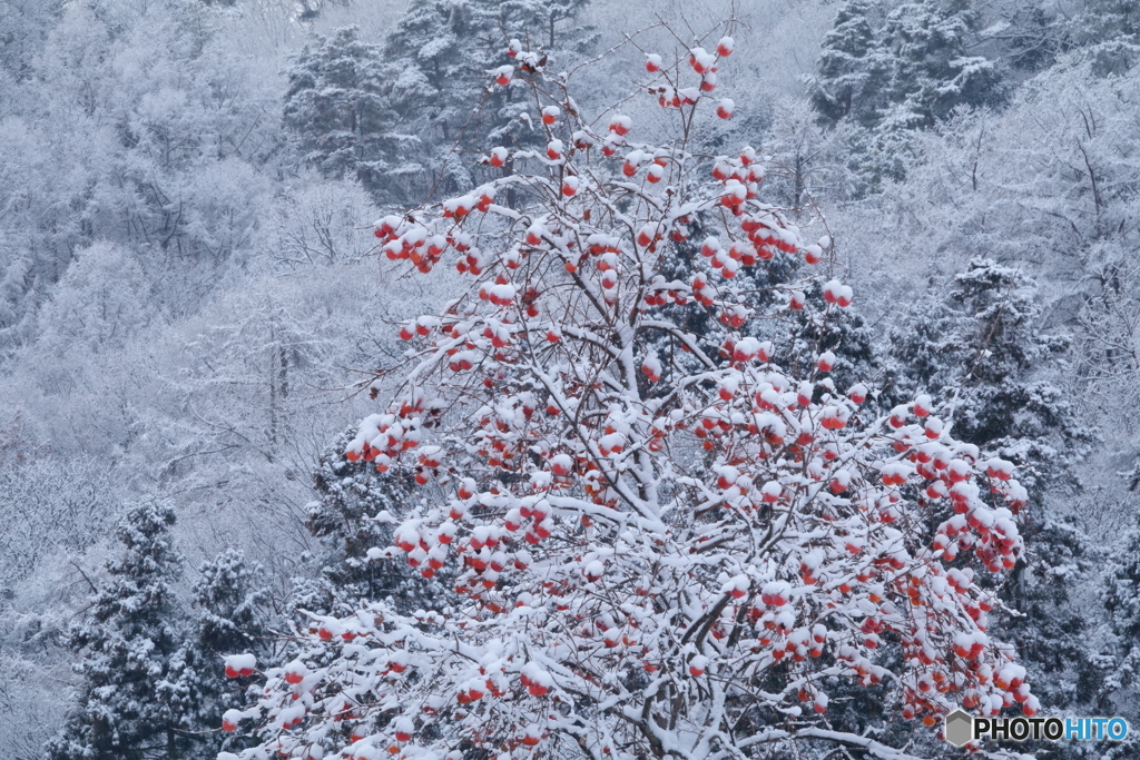 柿と雪