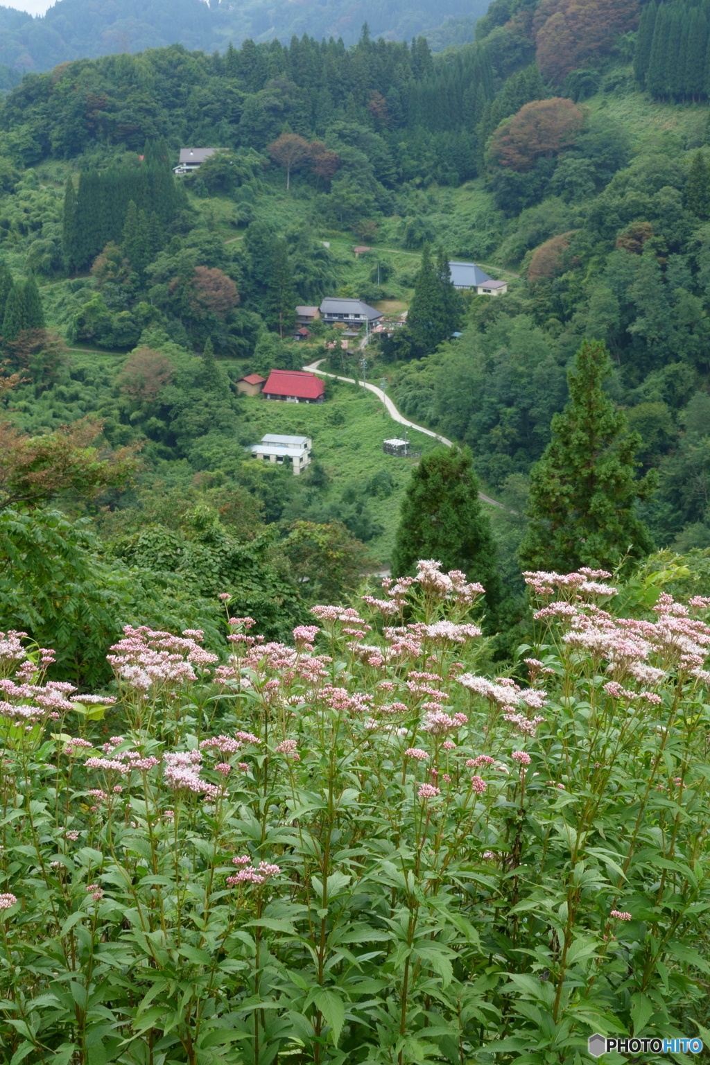 フジバカマの咲く山村