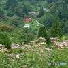 フジバカマの咲く山村