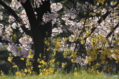 桜のある光景　６　レンギョウとコラボ