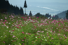 コスモスの咲く風景2