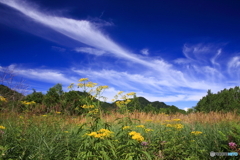 花野