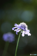 松虫草
