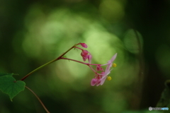下を向く花