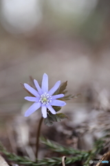 春の花　３
