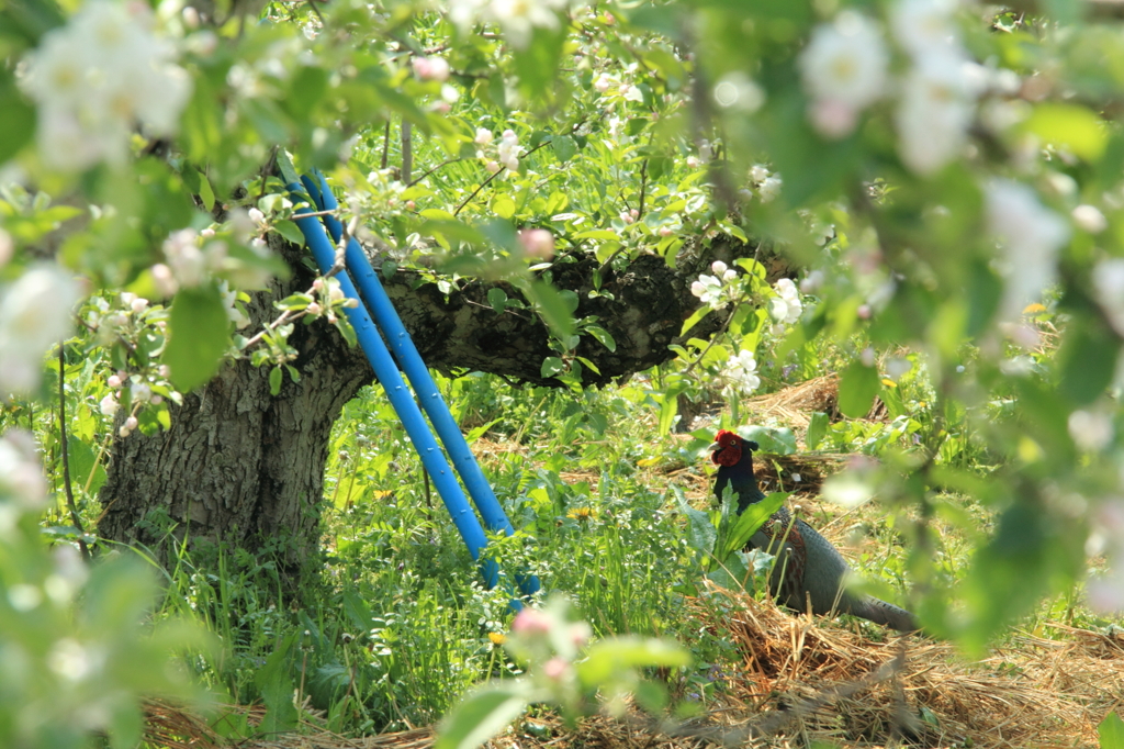 りんご畑の訪問者