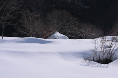 「阿弥陀堂だより」だより