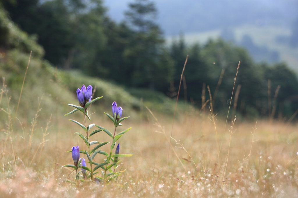 オヤマリンドウ