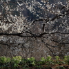 春!バンザイ