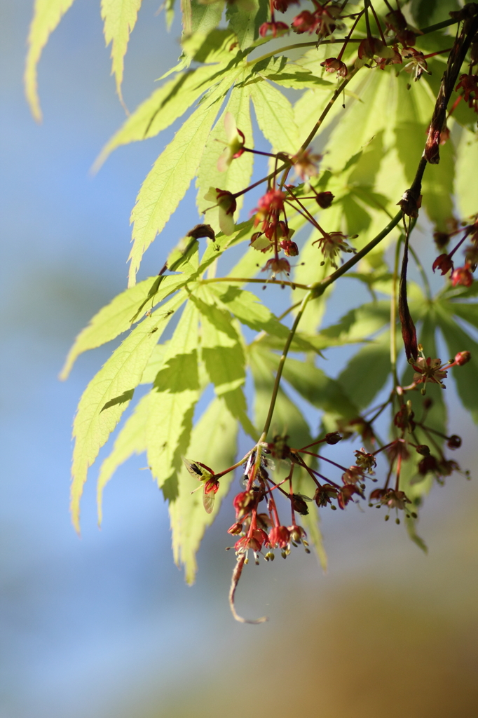 カエデの花