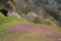 桜のある光景９　春色いろいろ