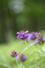 夏枯草