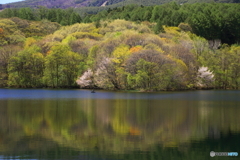 桜のある風景　２