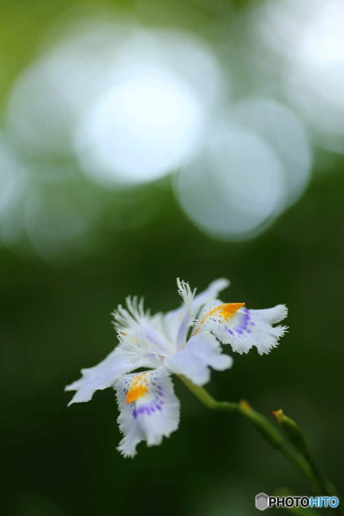 日陰の花