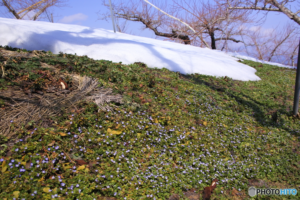 雪の下の春