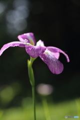 花菖蒲