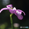 花菖蒲