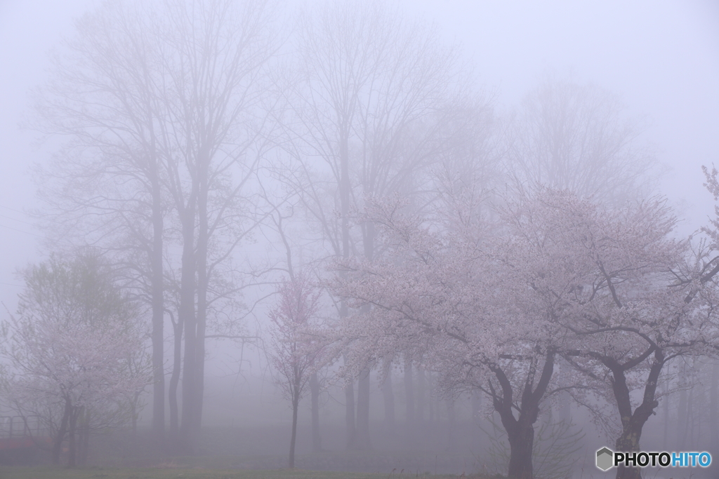 霧桜