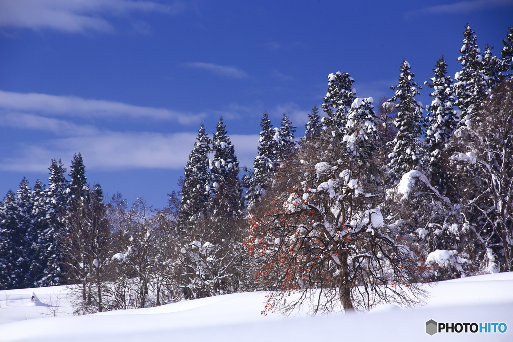 雪景色の柿