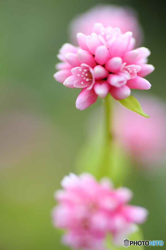 小さな花