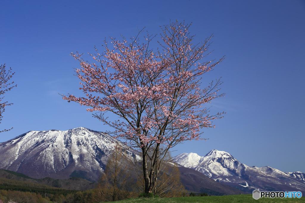 桜のある光景　１２