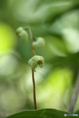 一薬草