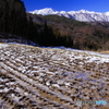 小春日和